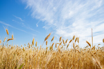A closeup of wheat growing in a field. Ripe, gold colour wheat field, with blue sky. Summer still life, wheat ears.