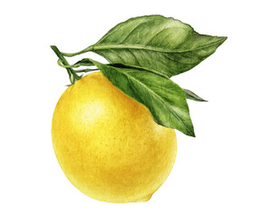 Watercolor painting of lemon isolated on white background, closeup, botanical illustration.