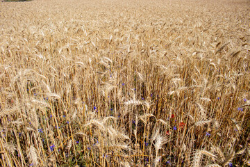 Panoramic view of a wheat field on a sunny day, rural background with copy space. Hay growing on field with wild flowers. Summer still life on a countryside field 