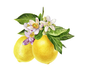 Watercolor painting of lemons with blossom isolated on white background, closeup, botanical illustration.