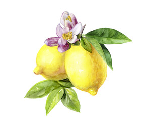 Watercolor painting of lemon with blossom isolated on white background, closeup, botanical illustration.
