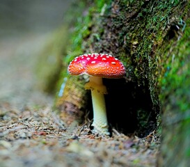 Selective focus of a red cap mushroom