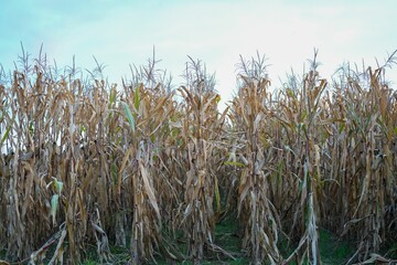 Field with dried corn stalks against a blue sky