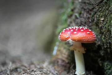 Closeup of a fly amanita mushroom in a forest