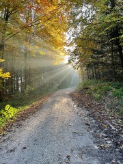 Sun rays in an autumn forest path