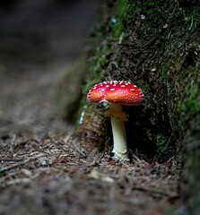 Selective focus of a red cap mushroom
