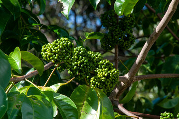 Sydney Australia, seed pods of a melicope elleryana or pink euodia tree native to northern AUstalia, New Guinea, Indonesia and the Solomon islands