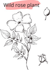 Hand drawn digital image of wild rose flower. Eps vertical vintage pattern. Line sketch silhouette of plant on transparent background.