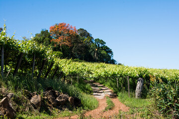 Landscape View of Vineyard in brazil