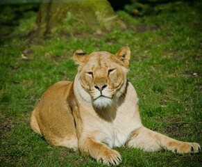 Naklejka na ściany i meble Closeup of a lioness (Panthera leo) sitting on green grass in a park