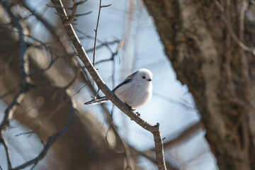 ウトナイ湖のシマエナガ