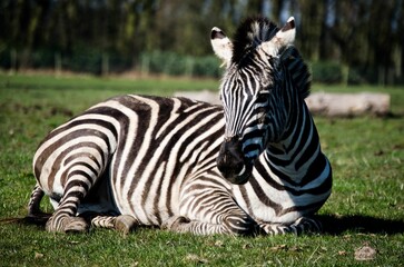 Fototapeta na wymiar Closeup of a zebra (Hippotigris) sitting on the grass in a park