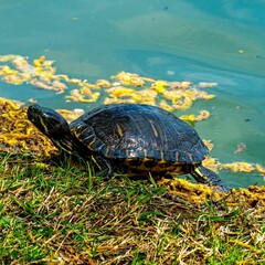 Selective of a yellow-bellied slider (Trachemys scripta scripta) on the shore