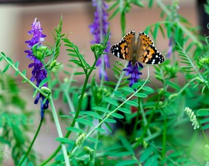 Closeup of a beautiful Painted lady butterfly on purple flowers in a garden