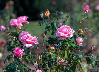 Closeup of beautiful pink roses growing in a garden