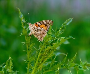 Closeup of a beautiful Painted lady butterfly on green plants in a garden