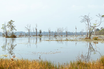 Landscape of wetland with swamp and trees