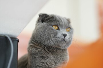 Cute, grey cat laying in the home