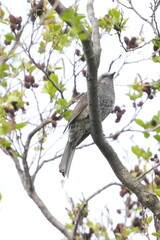 bulbul on a branch