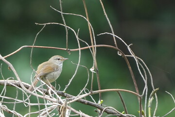 japanese bush warbler on a branch