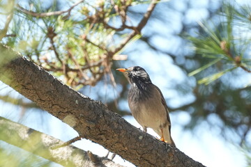 starling on a branch