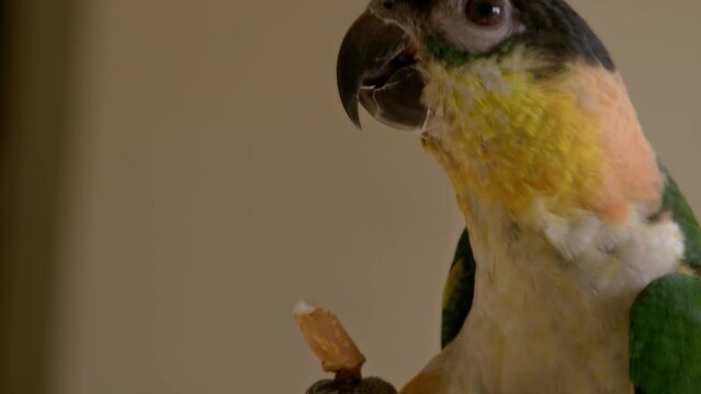 Closeup of a black-headed parrot (Pionites melanocephalus) playing with a paper