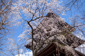 春の真如堂、京都、日本