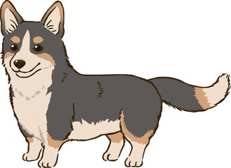 コーギー（トライカラー）