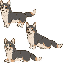 色々な姿勢のコーギー（トライカラー）