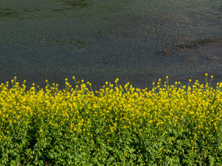 川沿いに咲く菜の花