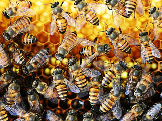 Indian honey bees (Apis cerana indica) on the beehive, closeup view.
