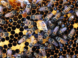 Indian honey bees (Apis cerana indica) on the beehive, closeup view.