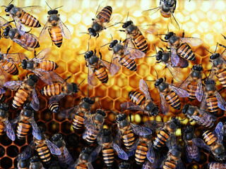 Indian honey bees (Apis cerana indica) on the beehive, closeup view.