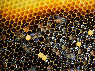 Indian honey bees (Apis cerana indica) on the beehive, closeup view.