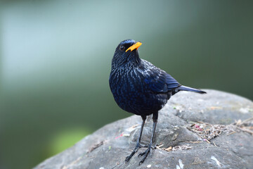 dark blue bird perching on rock in stream