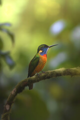 Fototapeta premium Colorful bird perched on a branch in the rainforest