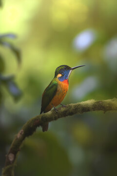 Colorful bird perched on a branch in the rainforest