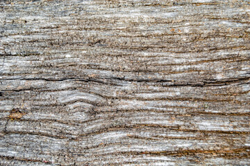 Beautiful wooden fracture old oak, natural texture close up