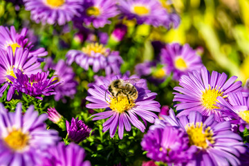 Fototapeta premium Beautiful wild flower winged bee on background foliage meadow