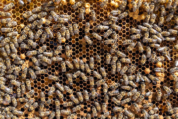 Abstract hexagon structure is honeycomb from bee hive filled