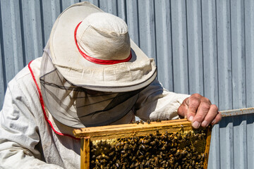 Winged bee slowly flies to beekeeper collect nectar on private apiary