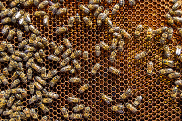 Abstract hexagon structure is honeycomb from bee hive filled