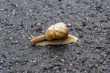 Big garden snail in shell crawling on wet road hurry home