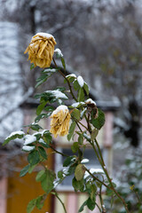 Krzew róży pokryty śniegiem, żółty kwiat