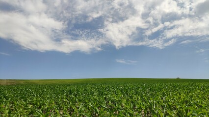 Fototapeta na wymiar Corn field landscape with blue sky and clouds