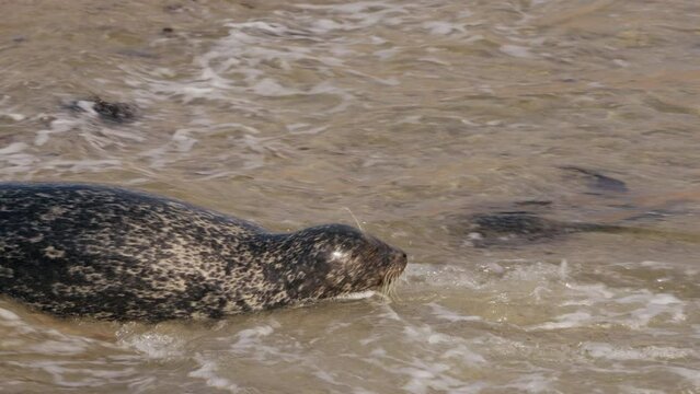 Wildlife: Harbor Seal on the beach in Super Slow Motion 4K 120fps