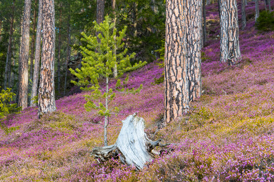 Colorful blooming heather plants in a mountain forest in Austria