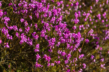 Closeup of heather plants blooming in purple colors