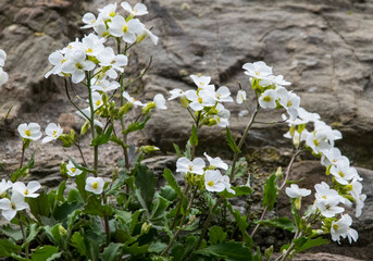 Mauer-Felsenblümchen (Draba muralis) an Mauer