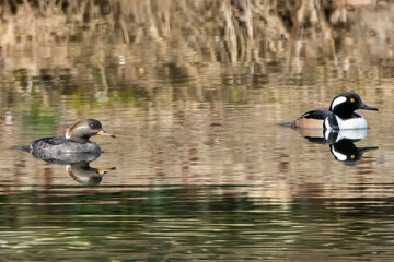 ducks on the lake